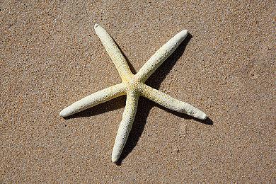 中美玩家占大头！《丝之歌》玩家数量突破500万